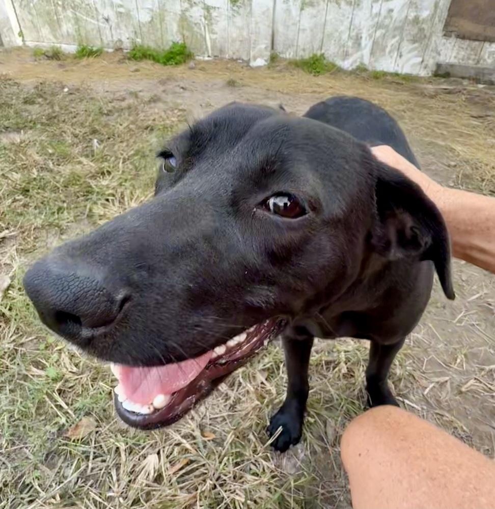 Enlarge Ember, a Adoptable mixed breed in Crescent City, FL image 2/4