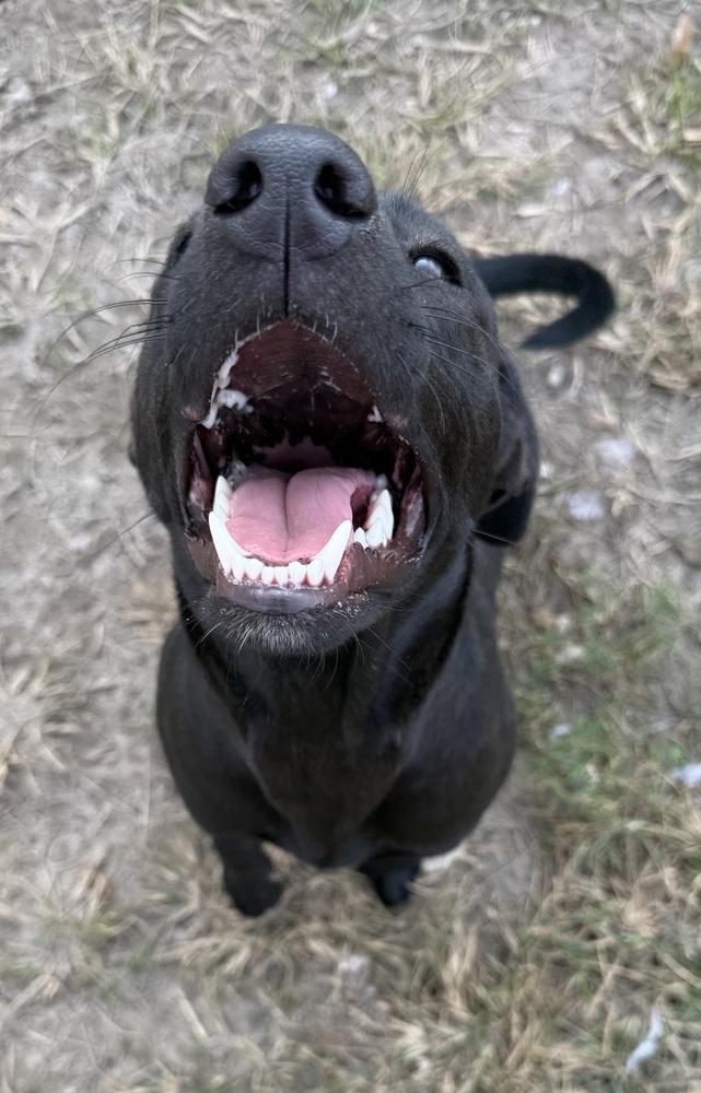 Enlarge Ember, a Adoptable mixed breed in Crescent City, FL image 3/4
