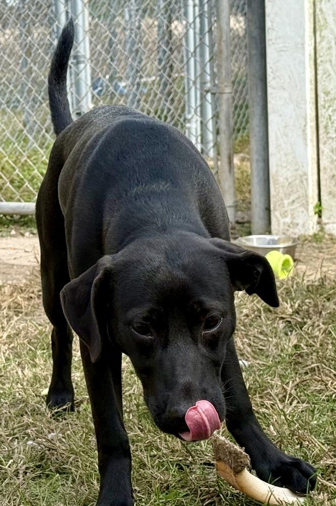 Enlarge Ember, a Adoptable mixed breed in Crescent City, FL image 4/4