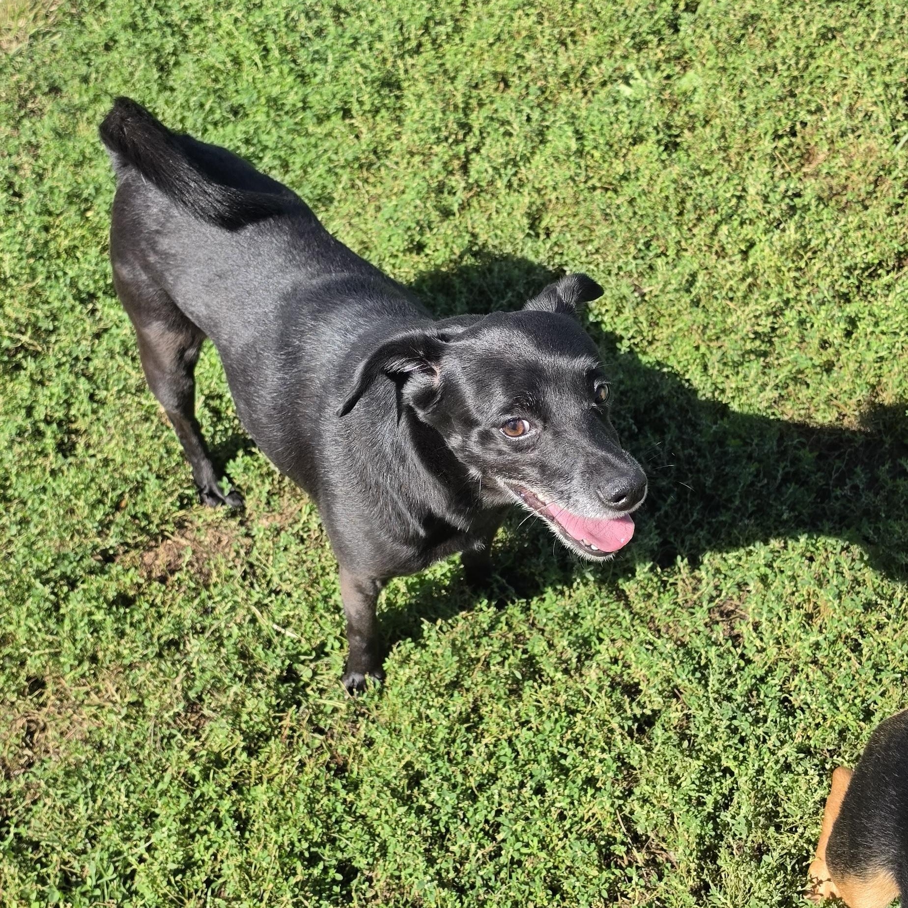 Enlarge Onyx, a Adoptable mixed breed in Terre Haute, IN image 5/6