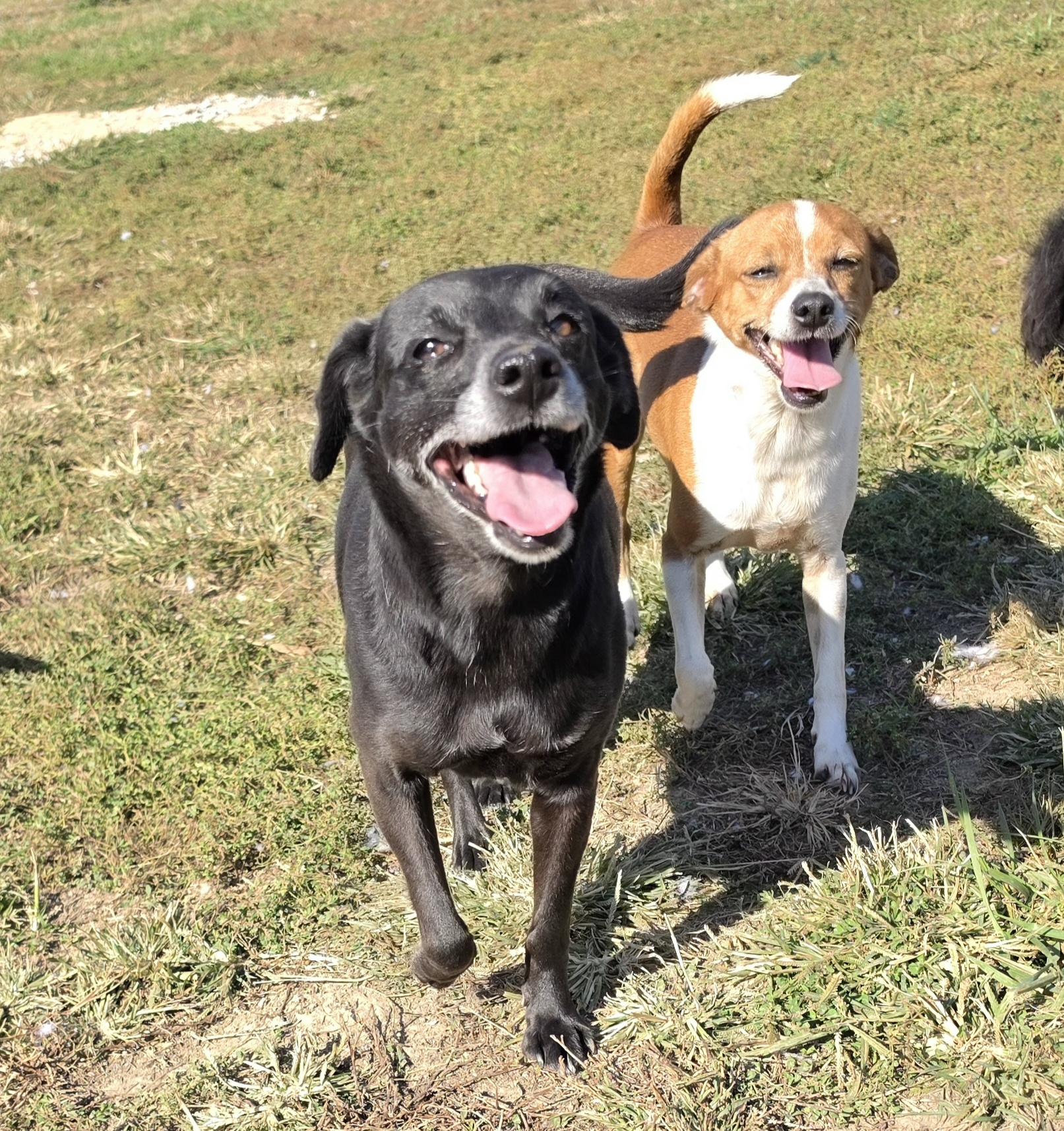 Enlarge Onyx, a Adoptable mixed breed in Terre Haute, IN image 2/6