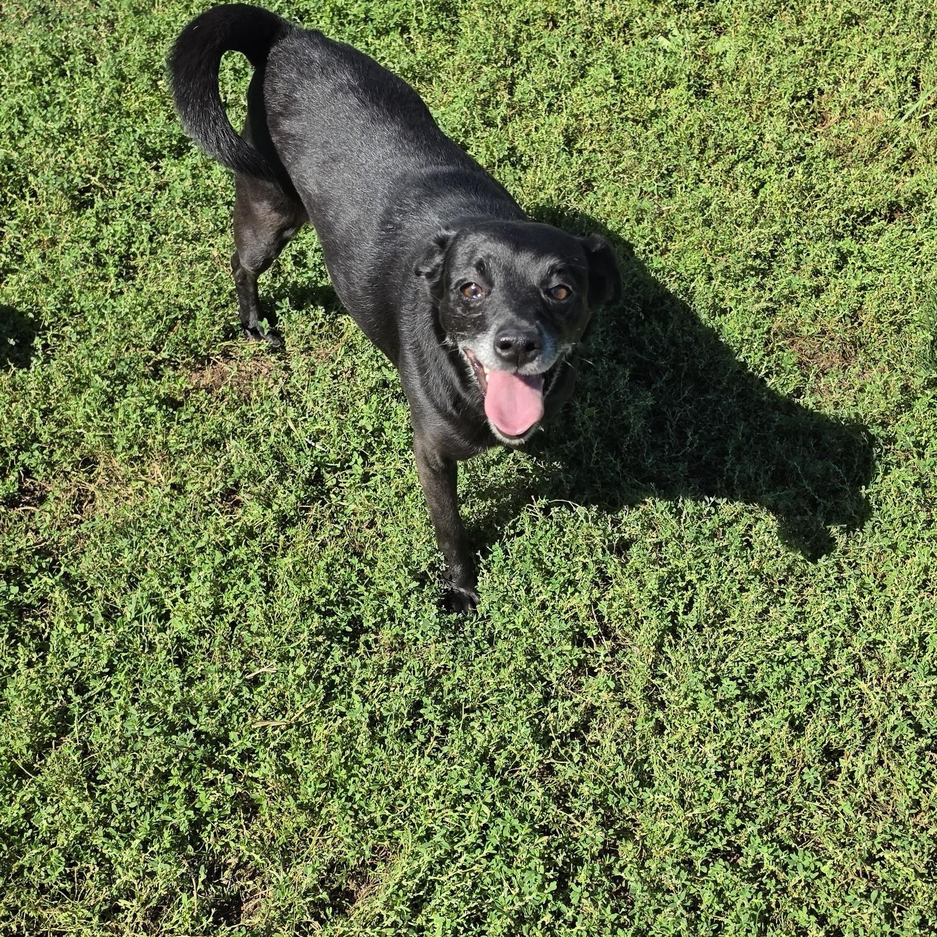 Enlarge Onyx, a Adoptable mixed breed in Terre Haute, IN image 6/6