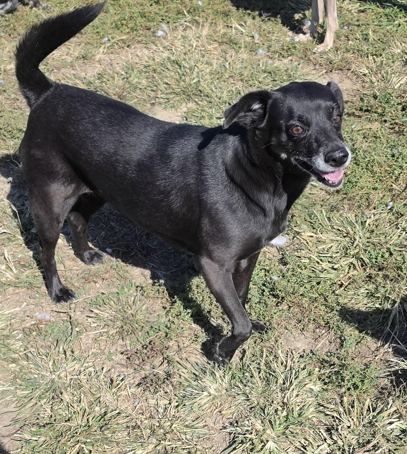 Enlarge Onyx, a Adoptable mixed breed in Terre Haute, IN image 3/6