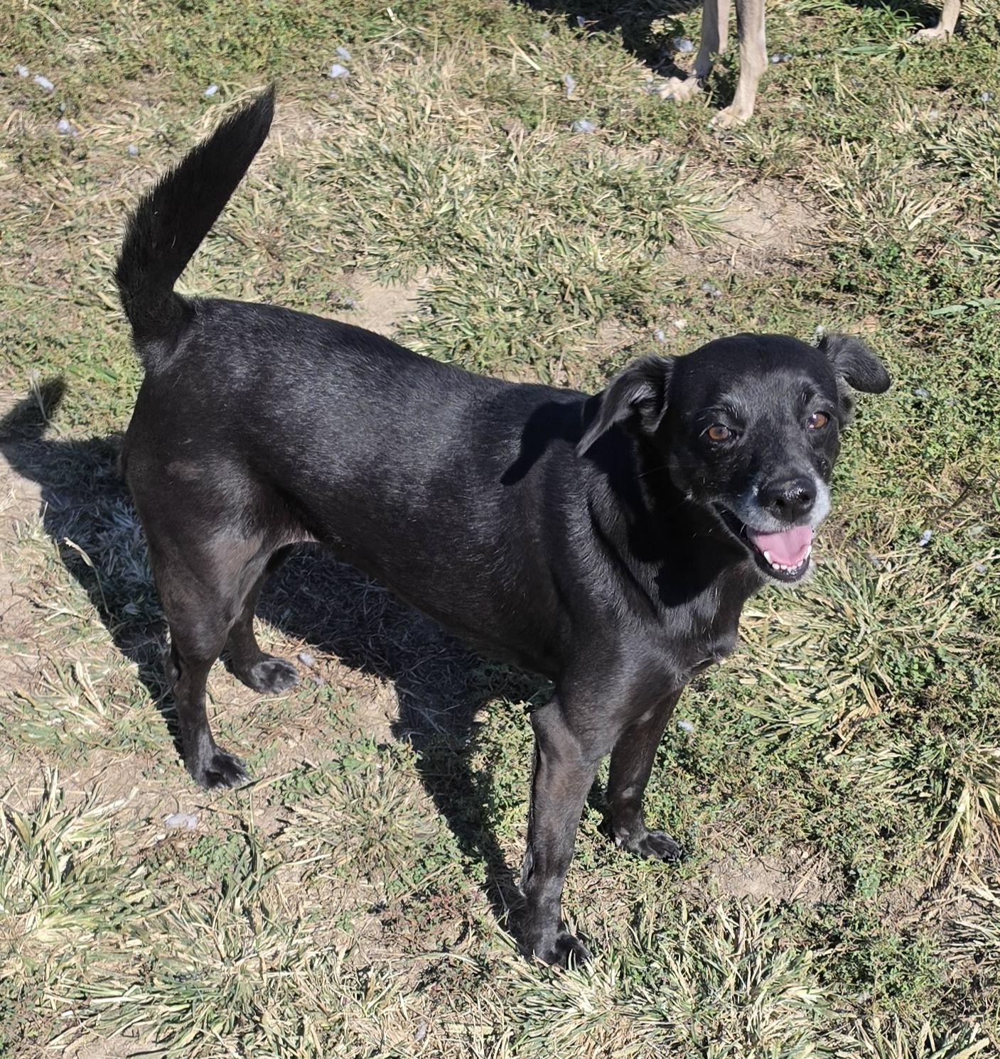 Enlarge Onyx, a Adoptable mixed breed in Terre Haute, IN image 4/6