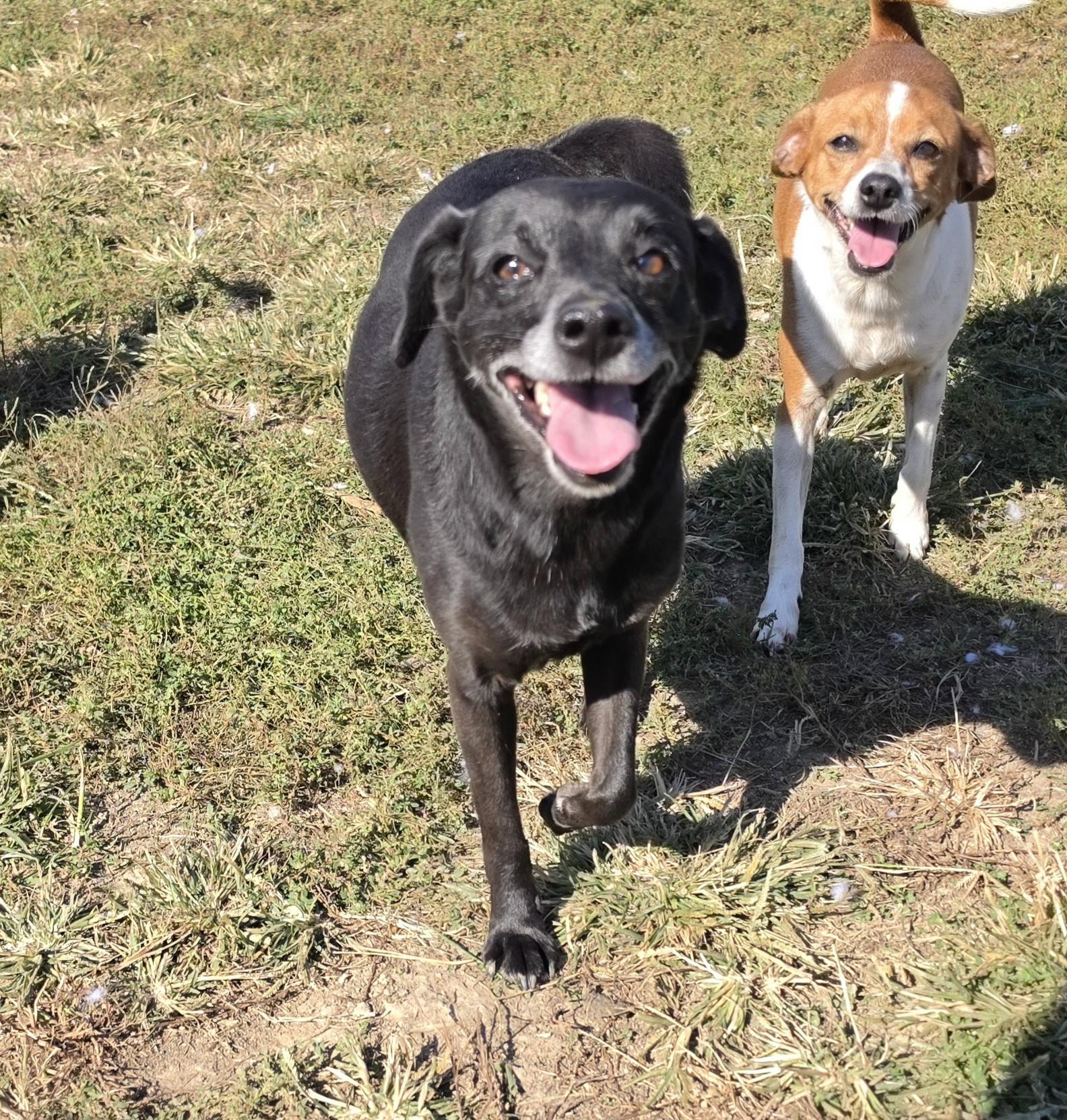Enlarge Onyx, a Adoptable mixed breed in Terre Haute, IN image 1/6