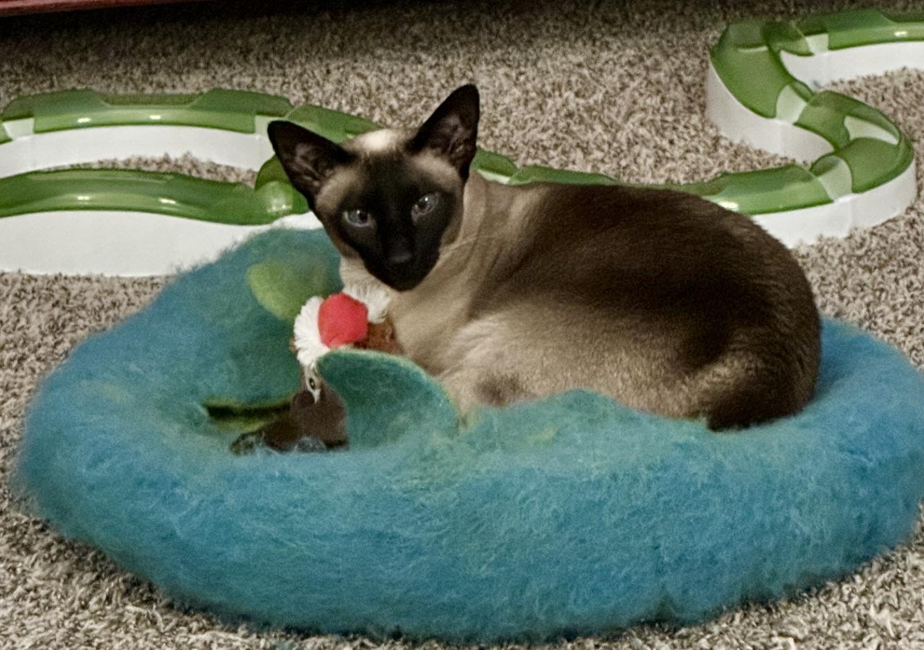 Indica Isis, Adopted, Adult Female Siamese.