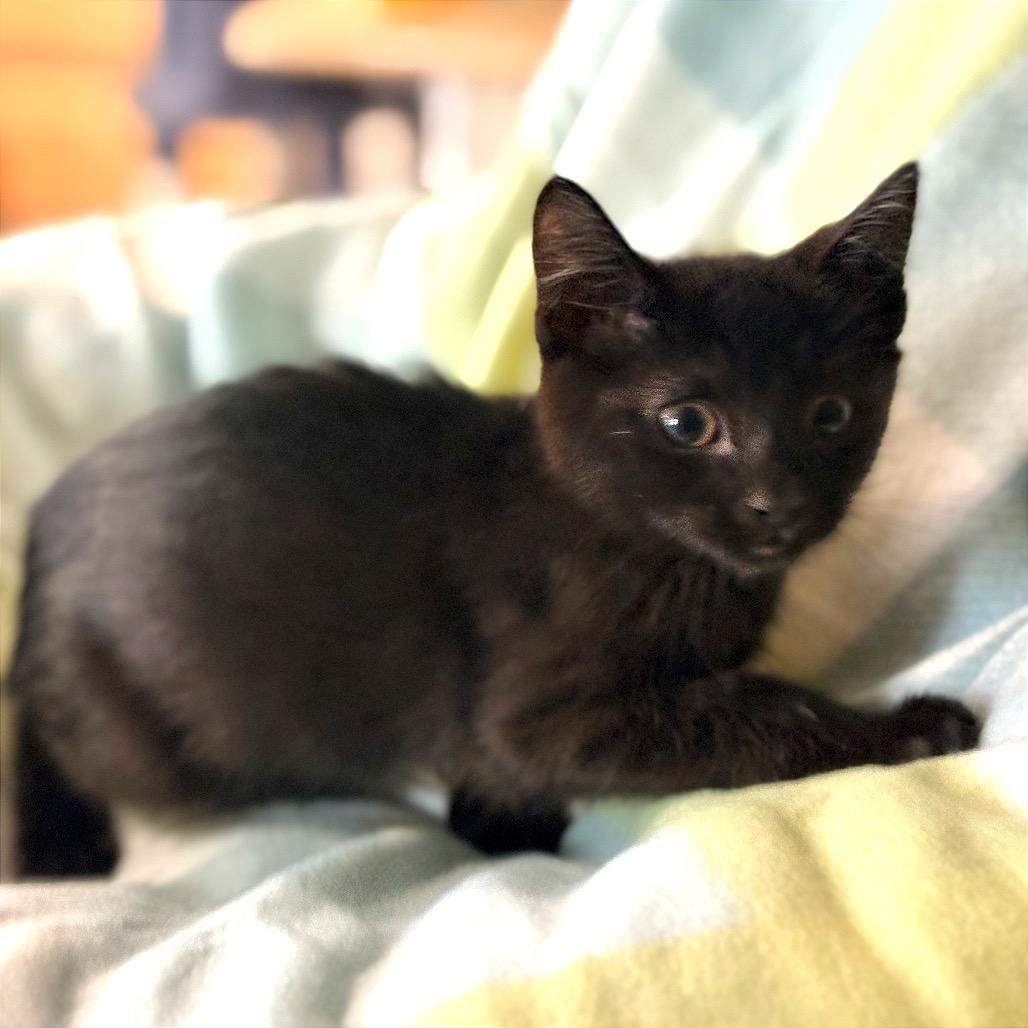 Nicholas, Adoptable, Young Male Domestic Short Hair.