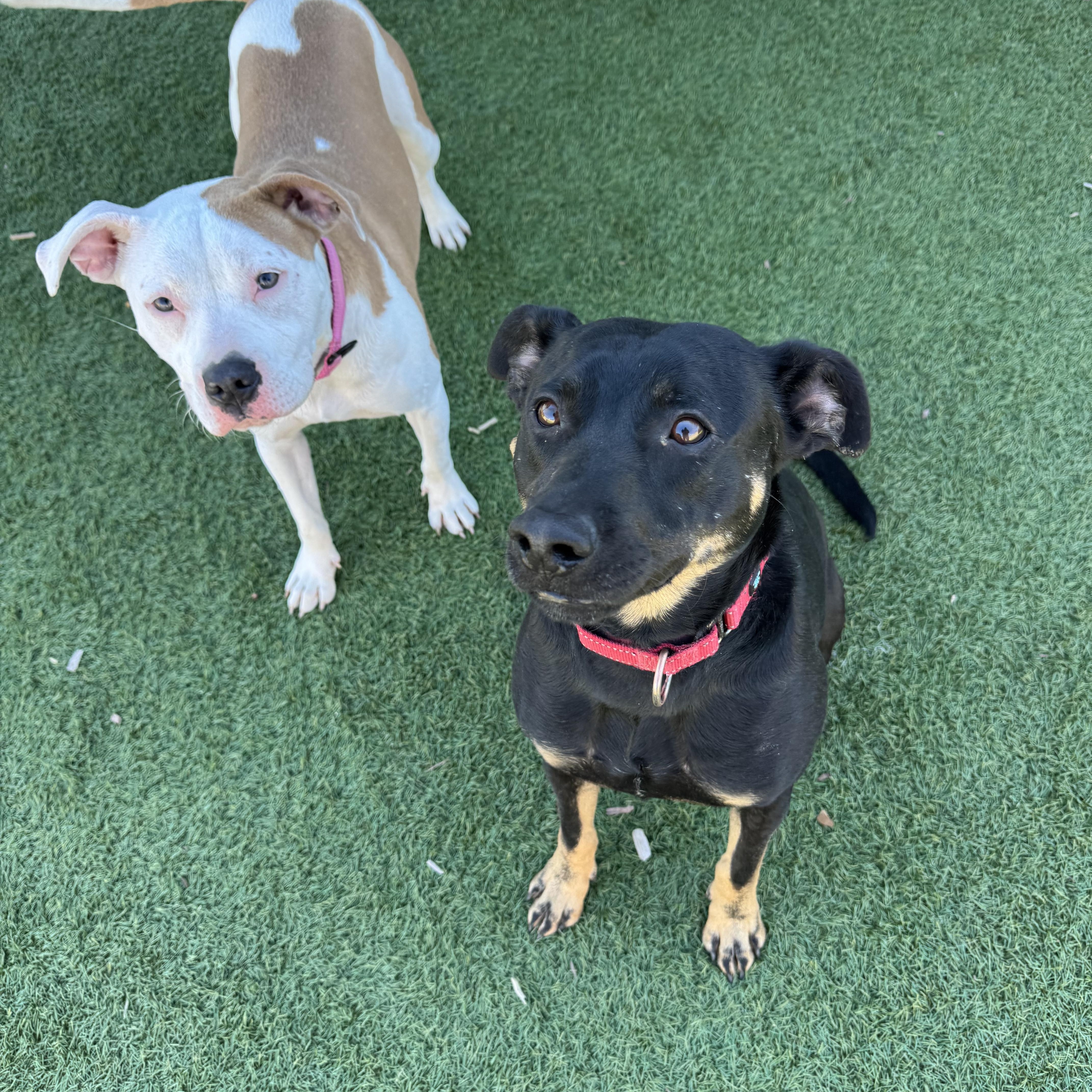 Enlarge Clover (Easter pups), an adoptable mixed breed in Mount Juliet, TN image 6/6