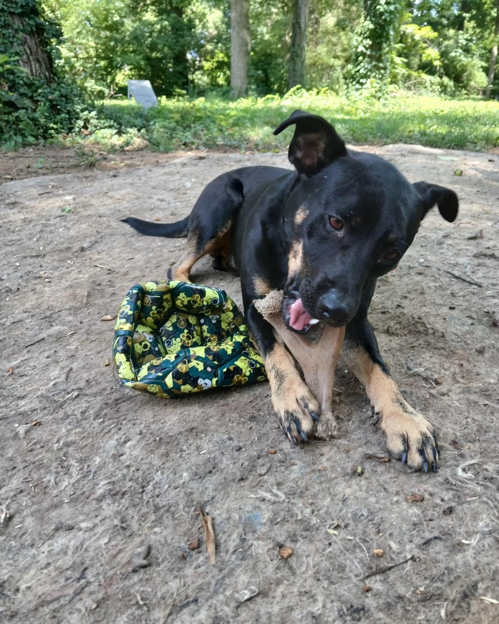 Clover (Easter pups), an adoptable mixed breed in Mount Juliet, TN image 6/6
