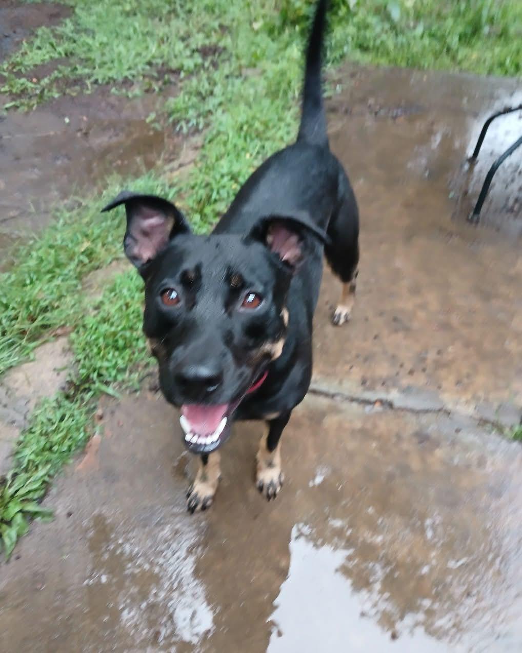 Enlarge Clover, a Adoptable mixed breed in Mount Juliet, TN image 6/6