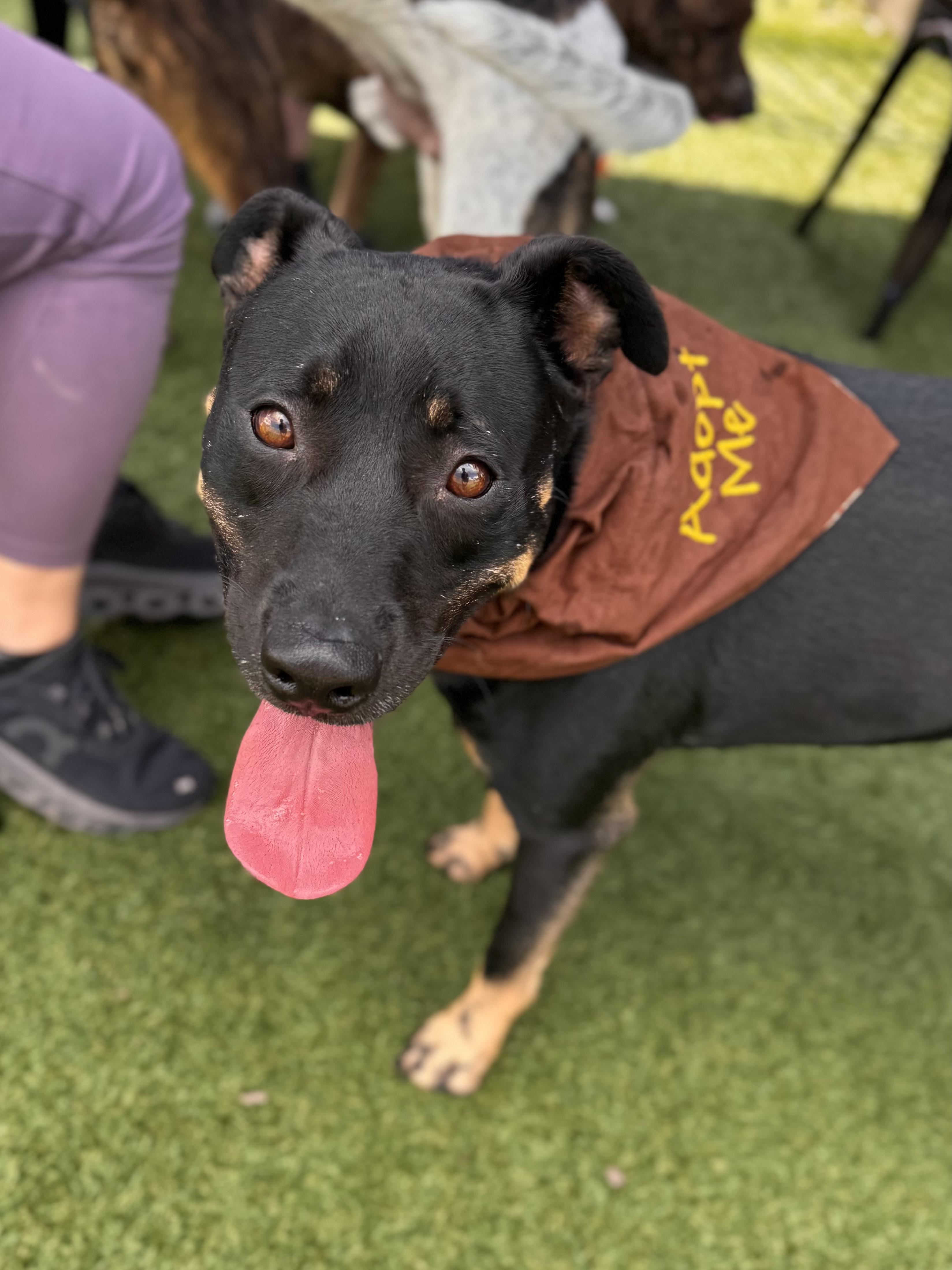 Enlarge Clover, a Adoptable mixed breed in Mount Juliet, TN image 1/6