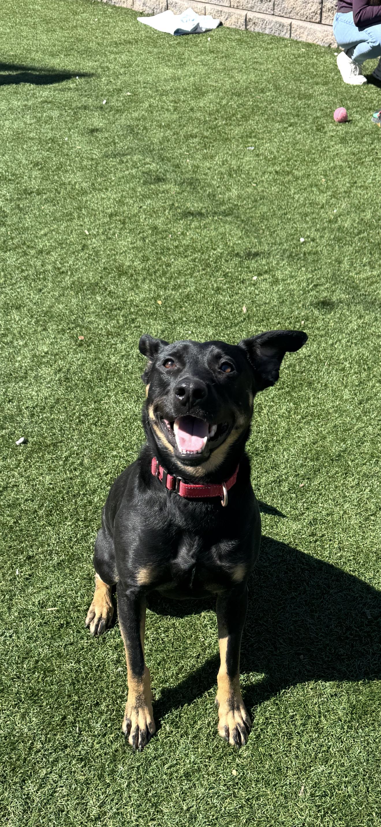 Enlarge Clover (Easter pups), an adoptable mixed breed in Mount Juliet, TN image 2/6