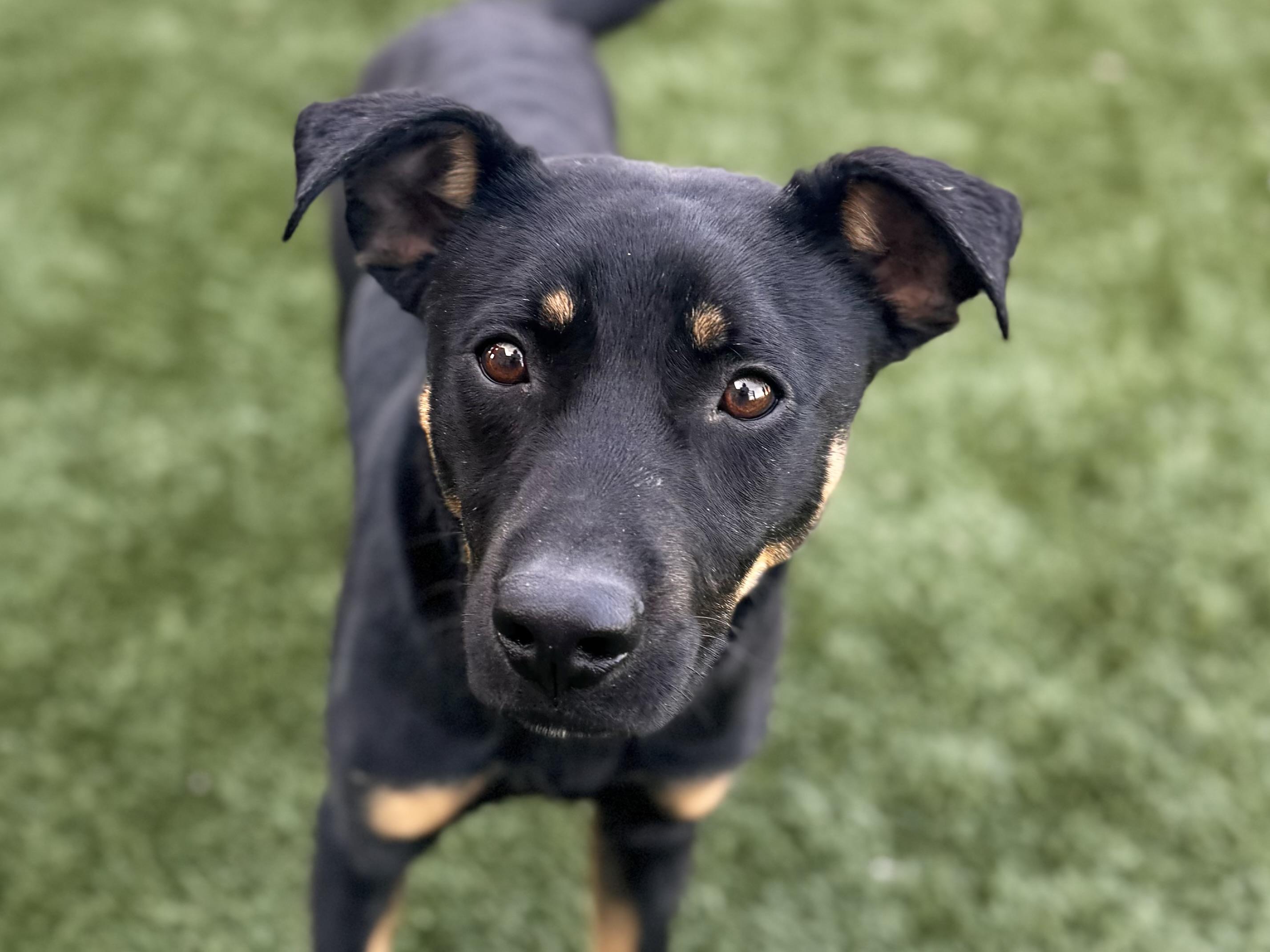 Clover (Easter pups), adoptable, Adult Male Terrier.