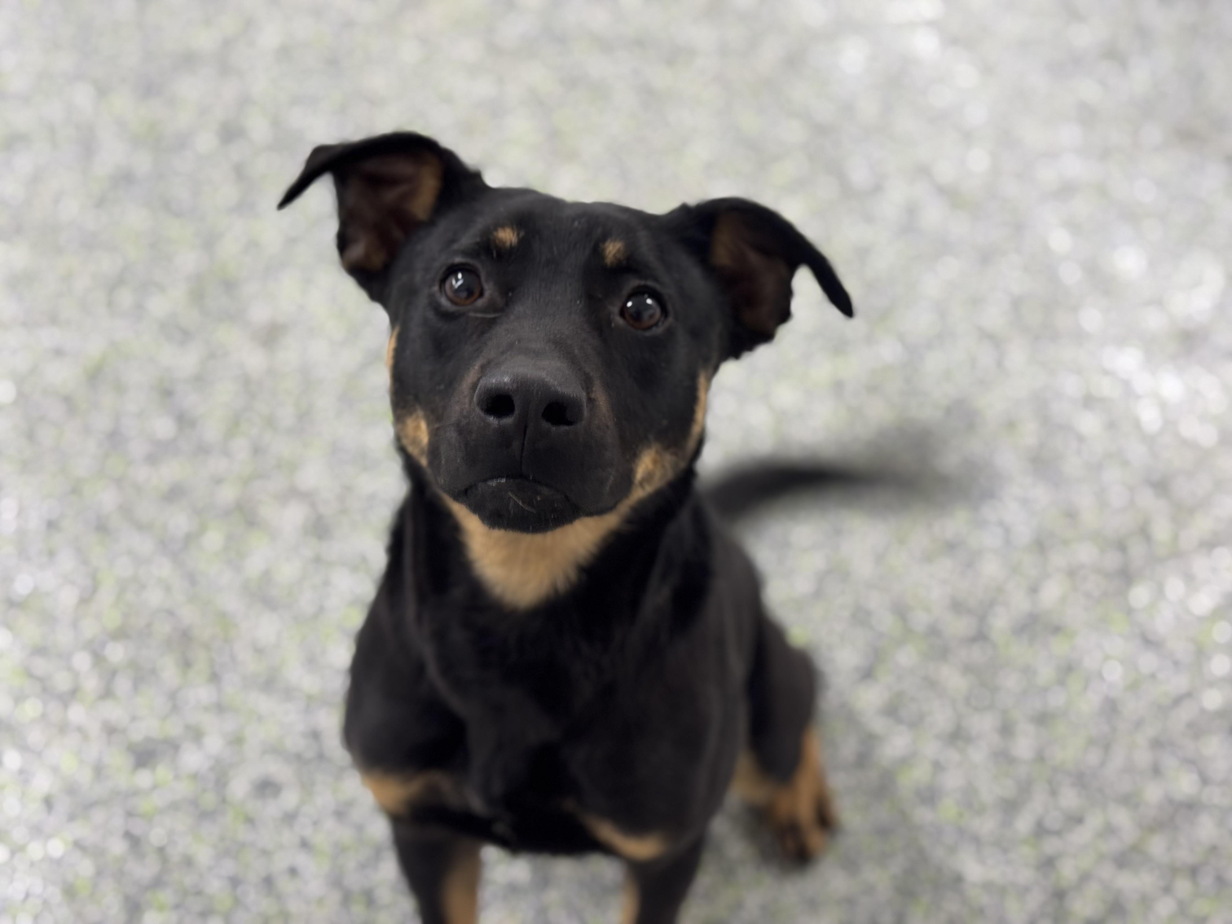 Enlarge Clover (Easter pups), an adoptable mixed breed in Mount Juliet, TN image 3/6