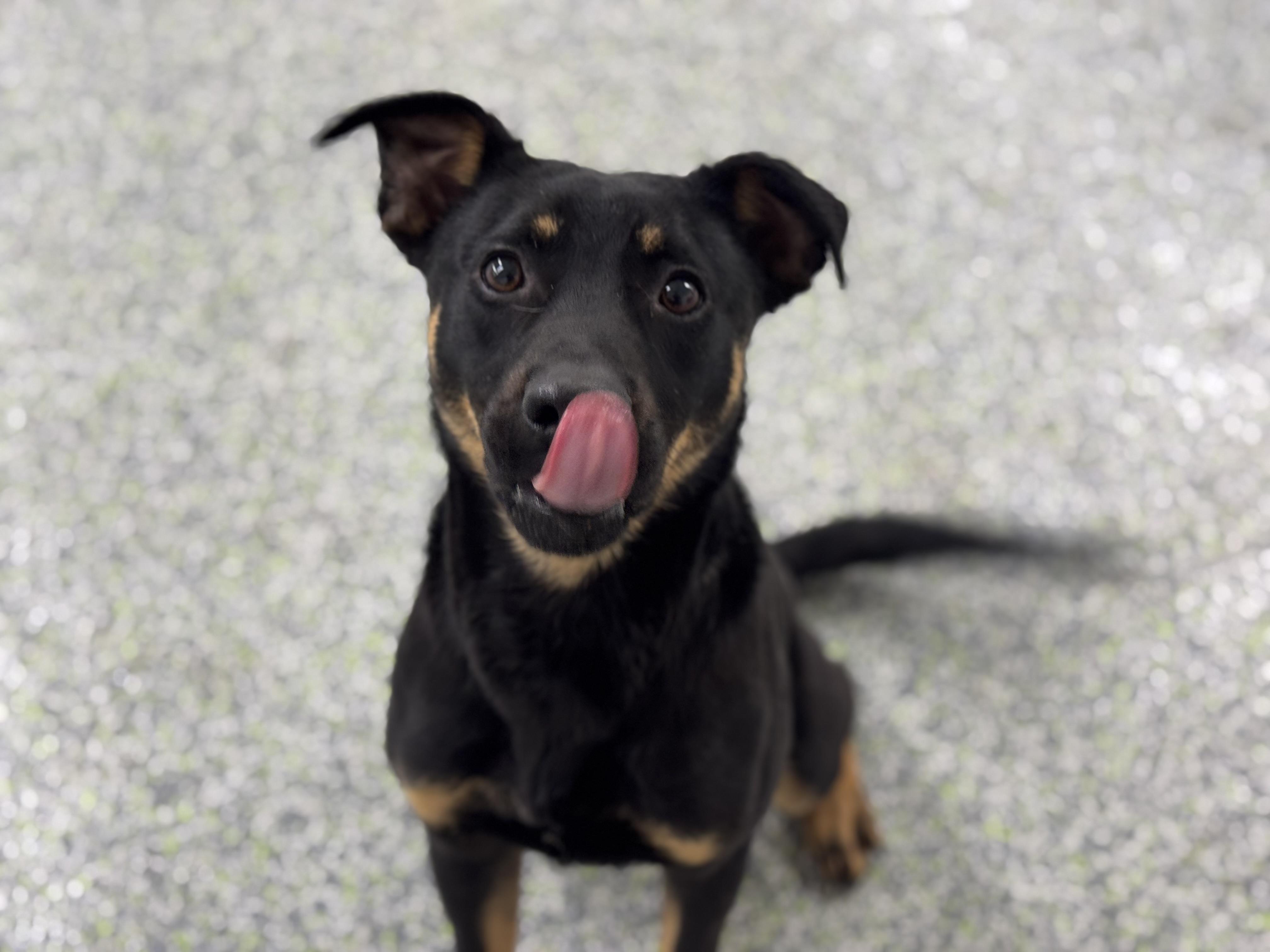 Enlarge Clover (Easter pups), an adoptable mixed breed in Mount Juliet, TN image 5/6