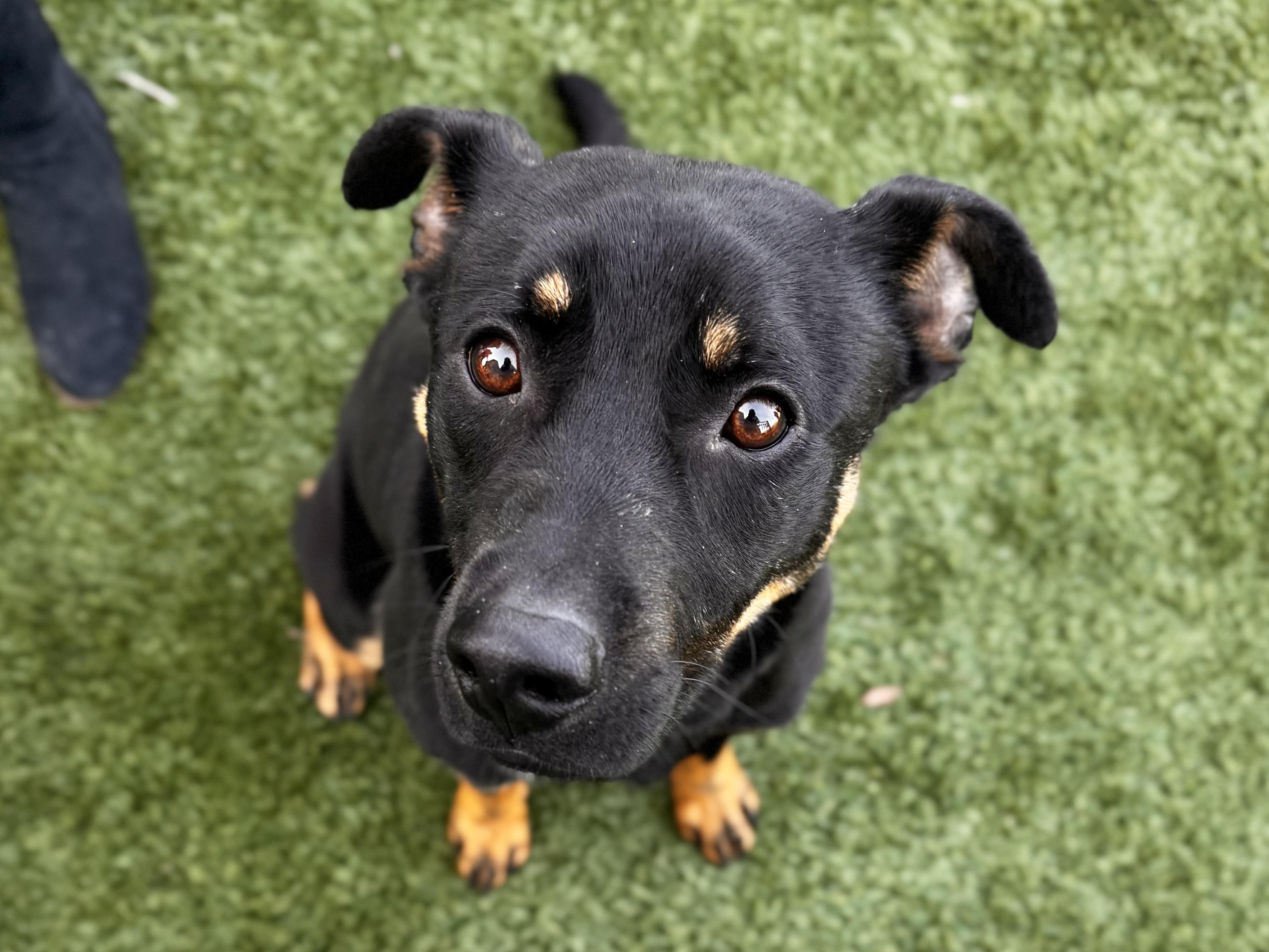 Enlarge Clover (Easter pups), an adoptable mixed breed in Mount Juliet, TN image 4/6