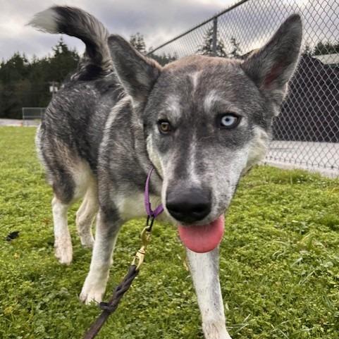 Odesza, Adoptable, Adult Female Husky.