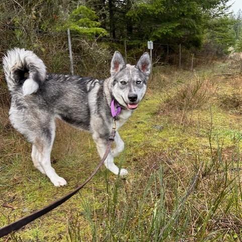 Enlarge Odesza, a Adoptable Husky in Port Townsend, WA image 1/6
