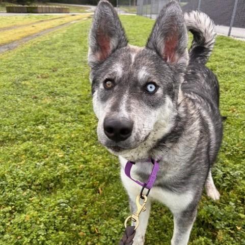 Enlarge Odesza, a Adoptable Husky in Port Townsend, WA image 3/6
