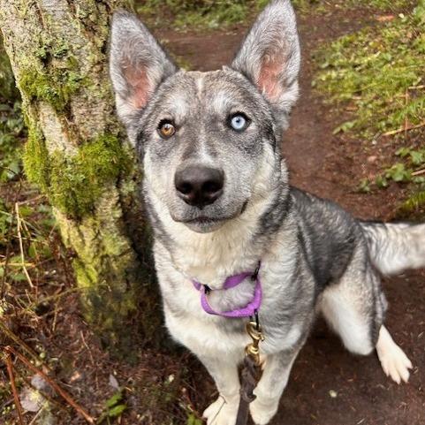 Enlarge Odesza, a Adoptable Husky in Port Townsend, WA image 5/6