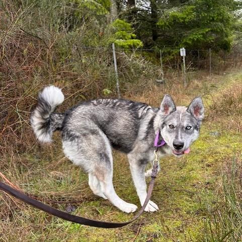 Enlarge Odesza, a Adoptable Husky in Port Townsend, WA image 6/6
