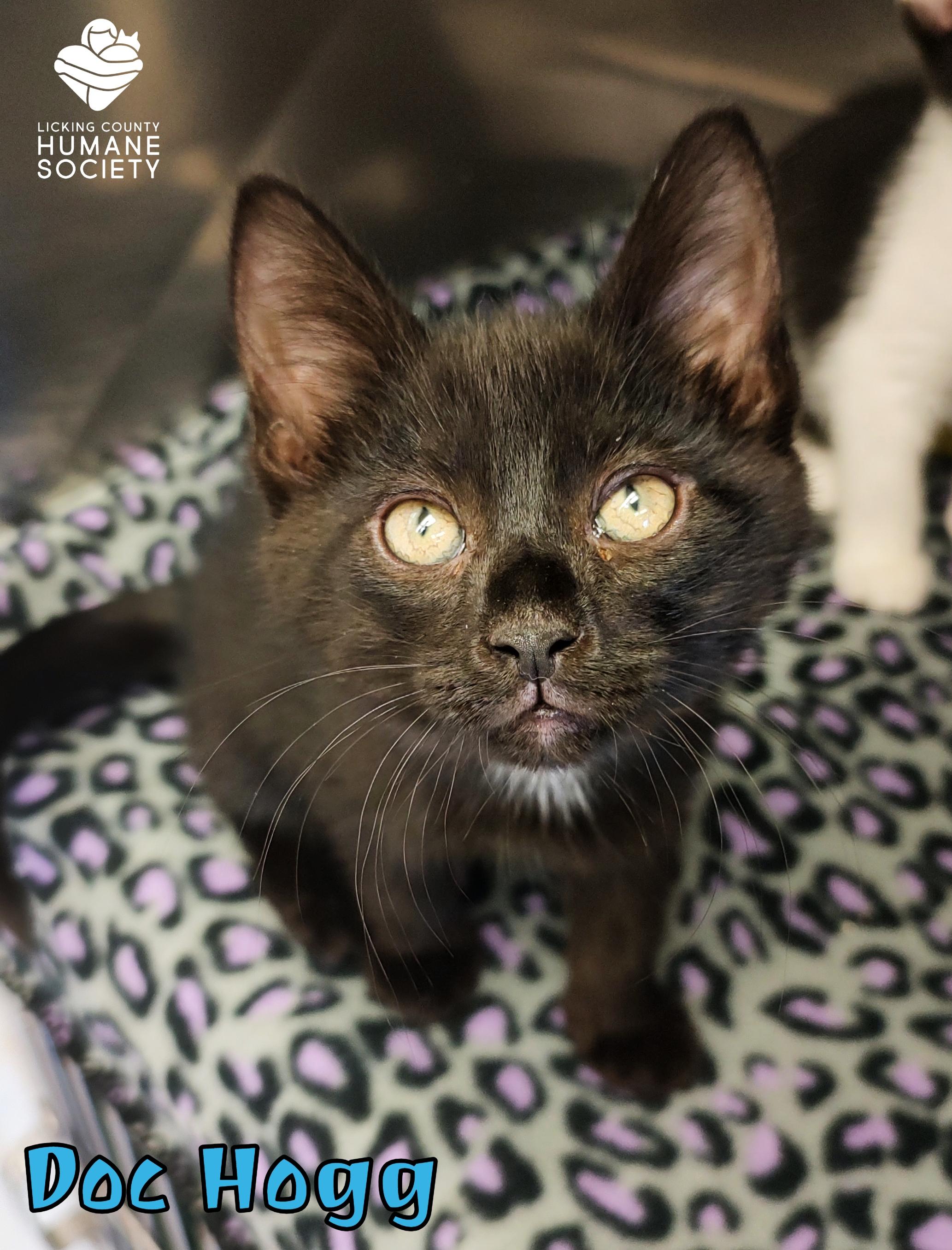 Doc Hogg, ADOPTABLE, Kitten Male Domestic Short Hair.