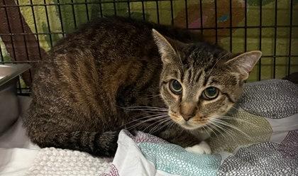 Star - Blue Collar Cat, Adoptable, Adult Female Domestic Short Hair & Domestic Short Hair.