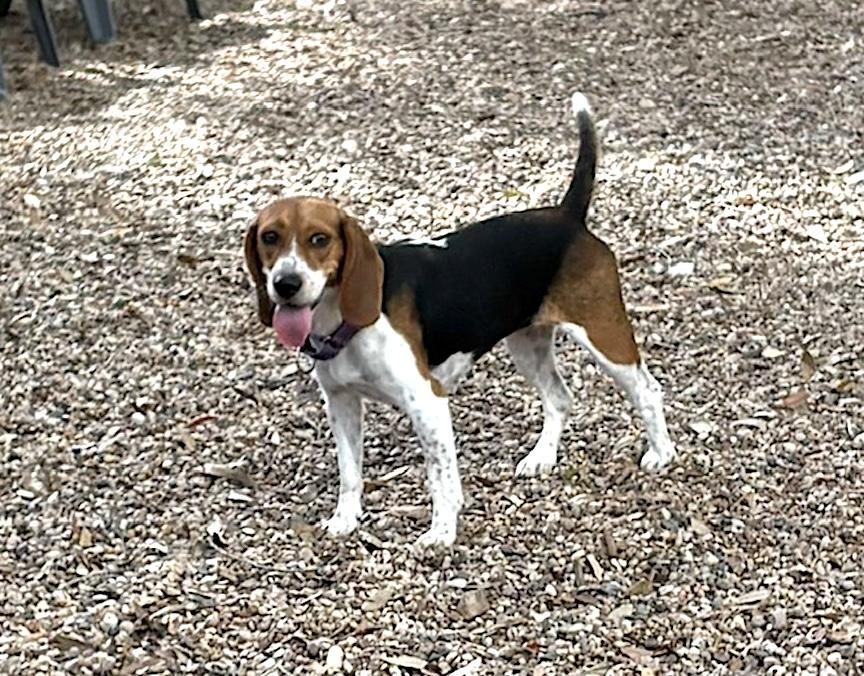 Enlarge Lori, a Adoptable Beagle in Tomball, TX image 4/5