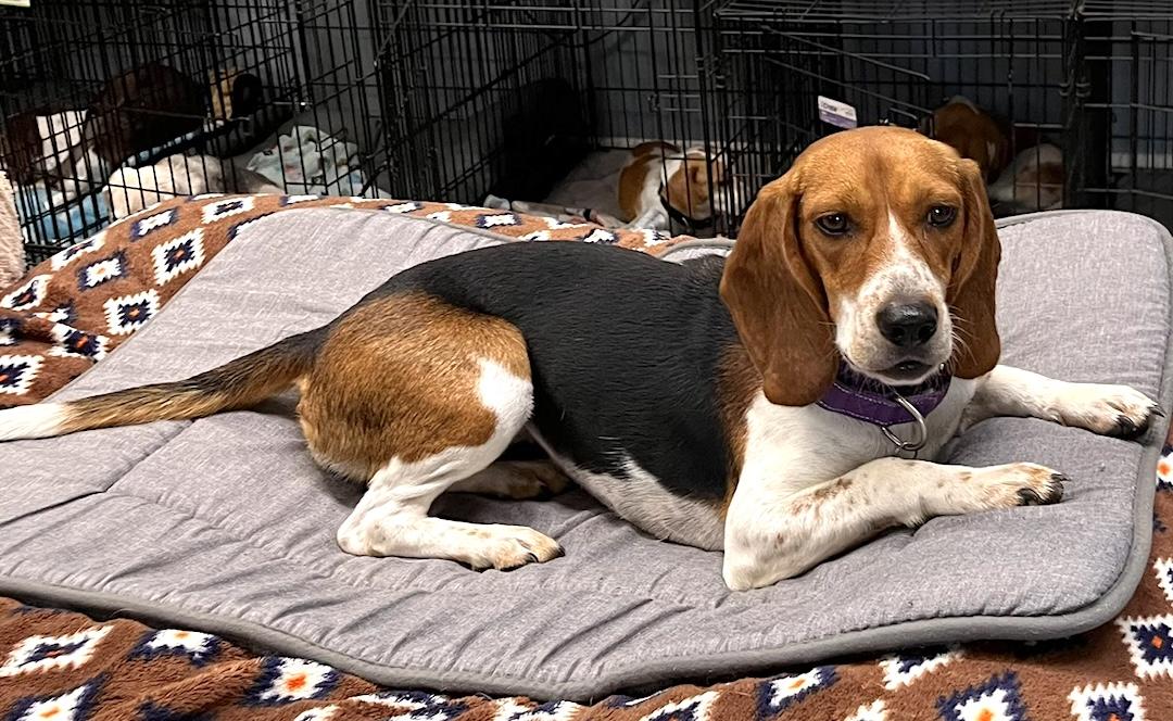Lori, Adoptable, Adult Female Beagle.