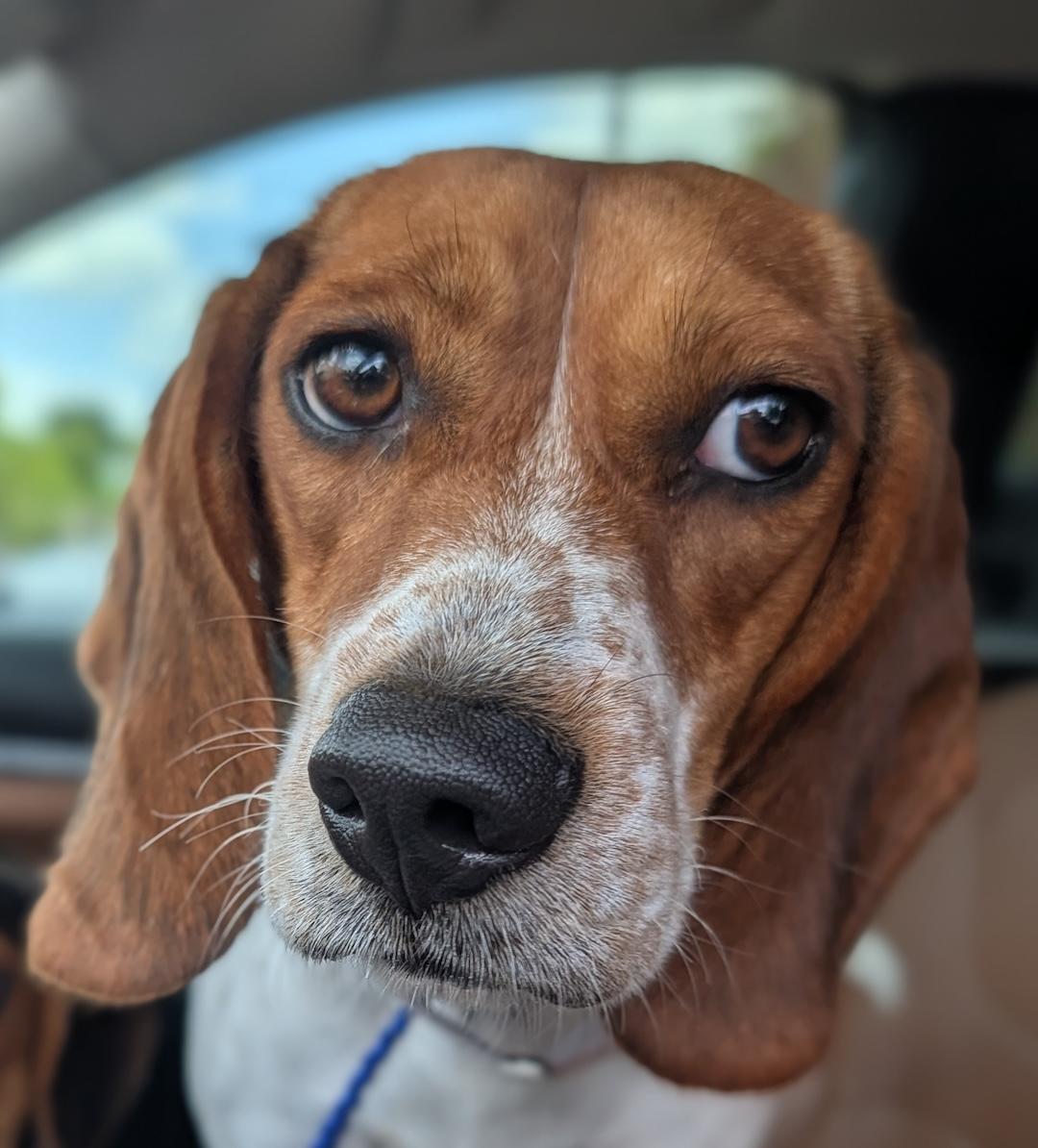 Enlarge Lori, a Adoptable Beagle in Tomball, TX image 3/5