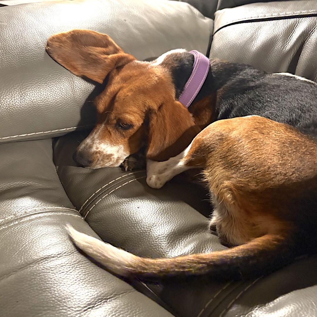 Enlarge Lori, a Adoptable Beagle in Tomball, TX image 5/5