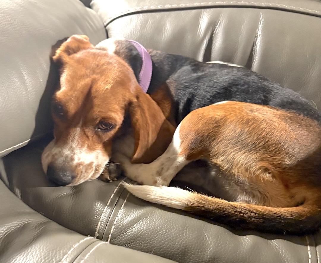 Enlarge Lori, a Adoptable Beagle in Tomball, TX image 2/5