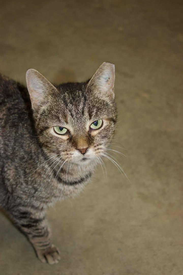 Enlarge Crabette, a Adoptable Domestic Short Hair in Greensburg, IN image 1/1