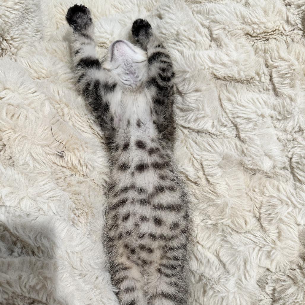 Sweet Squeakers, Adoptable, Kitten Female Domestic Short Hair.