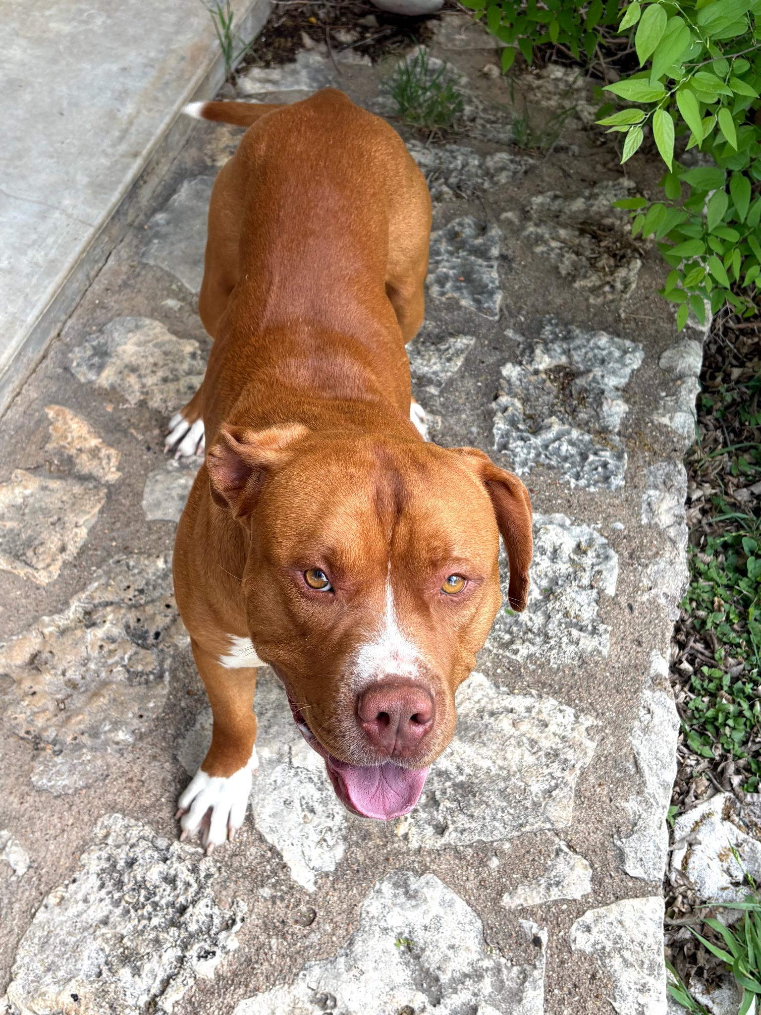 Enlarge ROWAN - Handsome and Heart Melting, a Adoptable Pit Bull Terrier in Comanche, TX image 1/6