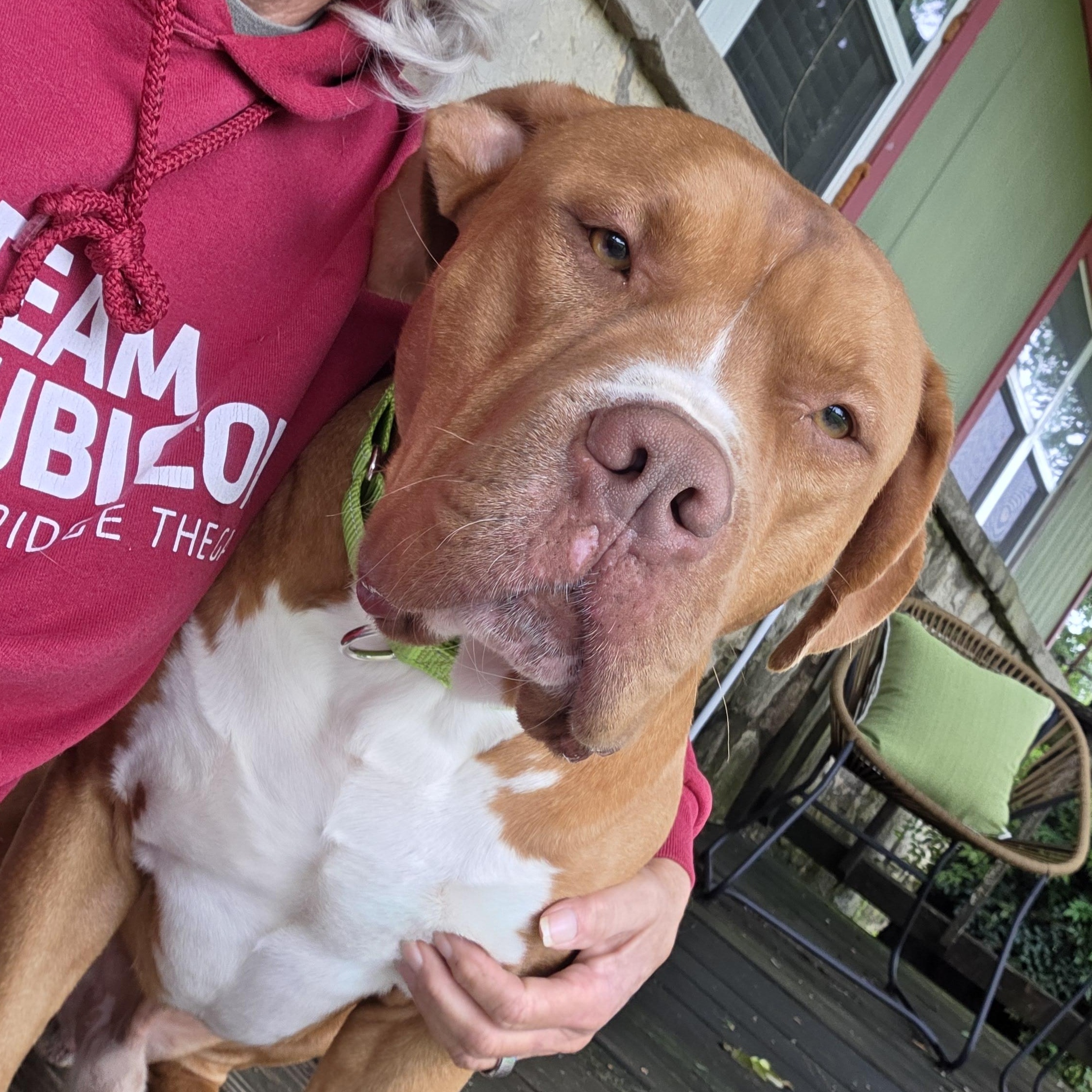Enlarge ROWAN - Handsome and Heart Melting, a Adoptable Pit Bull Terrier in Comanche, TX image 4/6