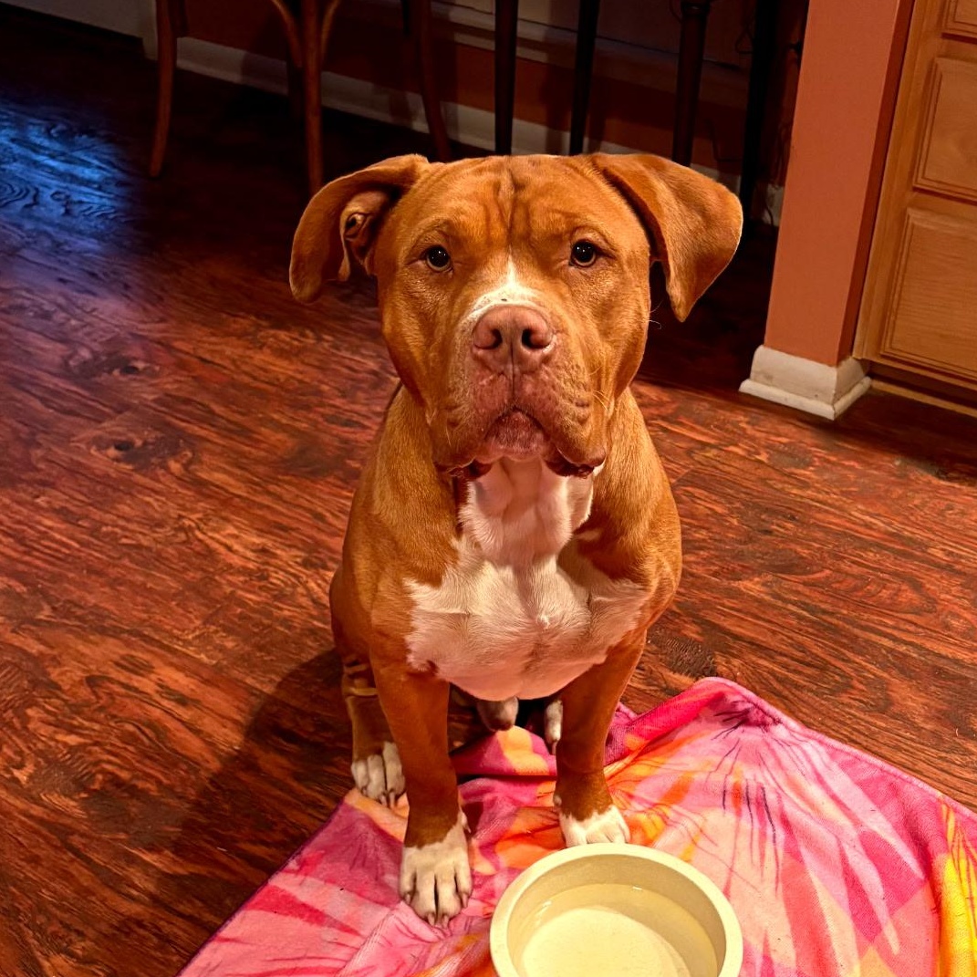 Enlarge ROWAN - Handsome and Heart Melting, a Adoptable Pit Bull Terrier in Comanche, TX image 2/6