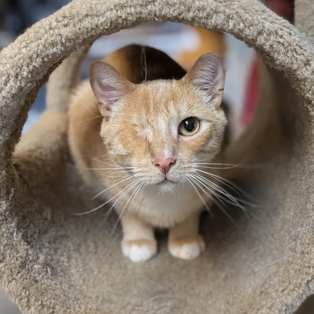 Enlarge Quinn, a Adoptable Domestic Short Hair in Buffalo, NY image 1/2