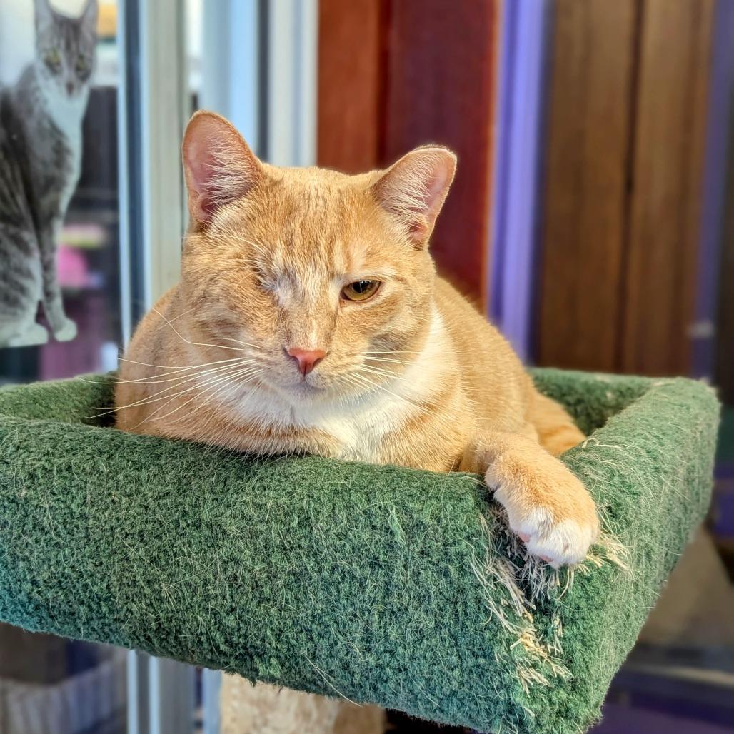 Enlarge Quinn, a Adoptable Domestic Short Hair in Buffalo, NY image 2/2