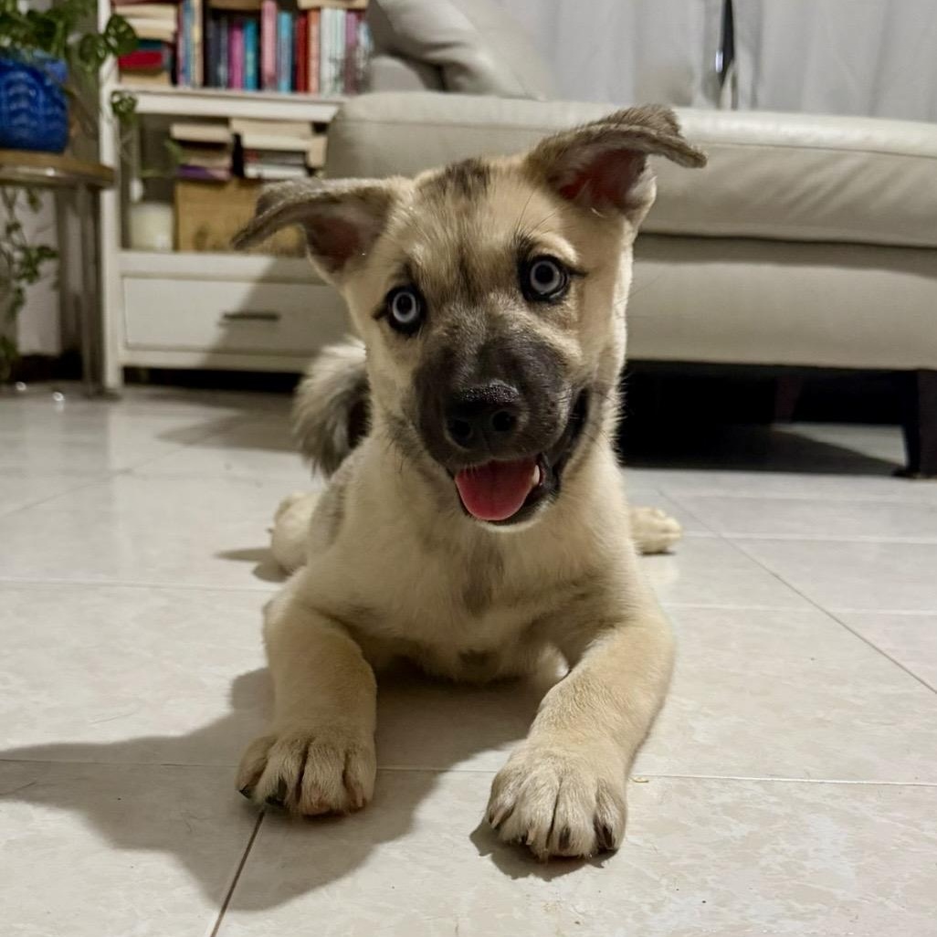 Caribe , ADOPTABLE, Puppy Male Husky & Mixed Breed.