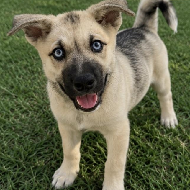 Caribe , a ADOPTABLE mixed breed in Pelham, NH image 2/6
