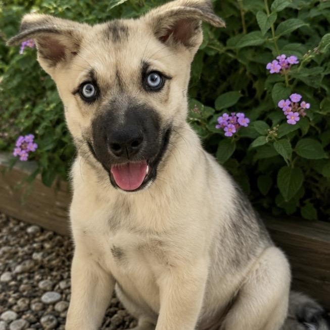 Caribe , a ADOPTABLE mixed breed in Pelham, NH image 5/6
