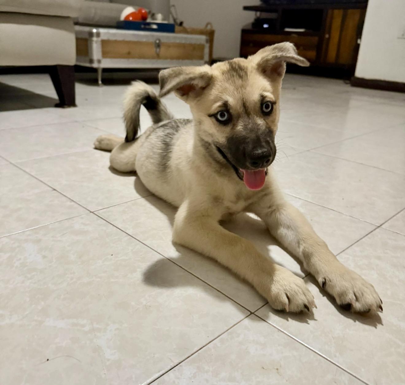 Caribe , a ADOPTABLE mixed breed in Pelham, NH image 4/6
