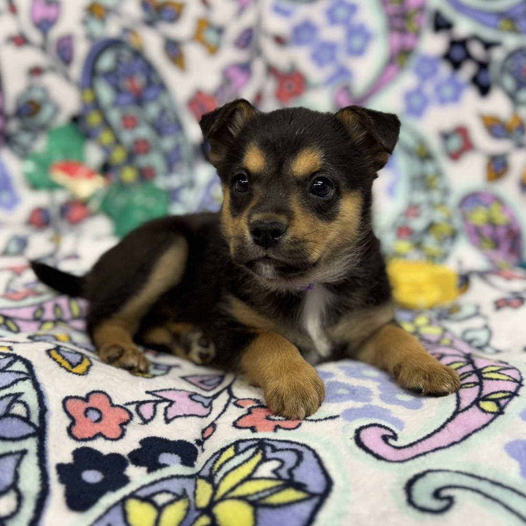 Cami, Adoptable, Puppy Female Border Collie & American Eskimo Dog.
