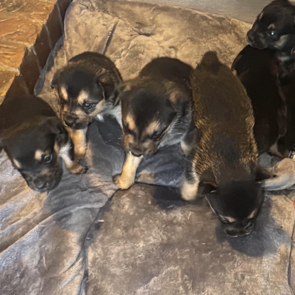 Enlarge Cami, a Adoptable mixed breed in Pinson, TN image 2/6