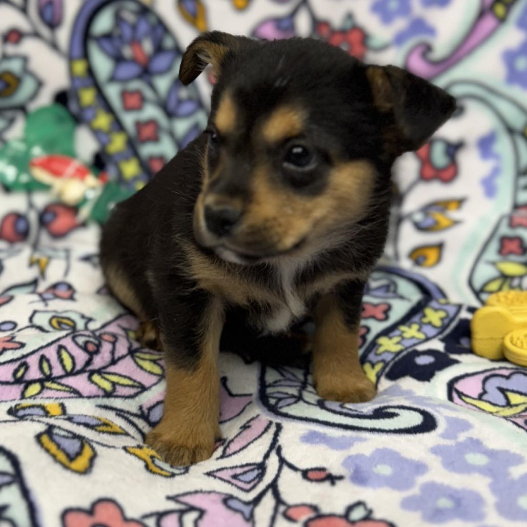 Enlarge Cami, a Adoptable mixed breed in Pinson, TN image 3/6