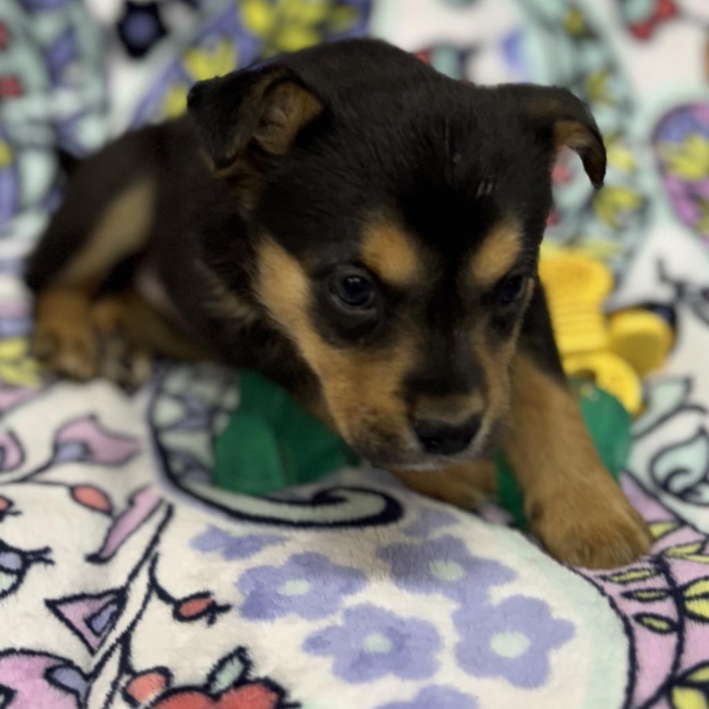 Enlarge Cami, a Adoptable mixed breed in Pinson, TN image 5/6