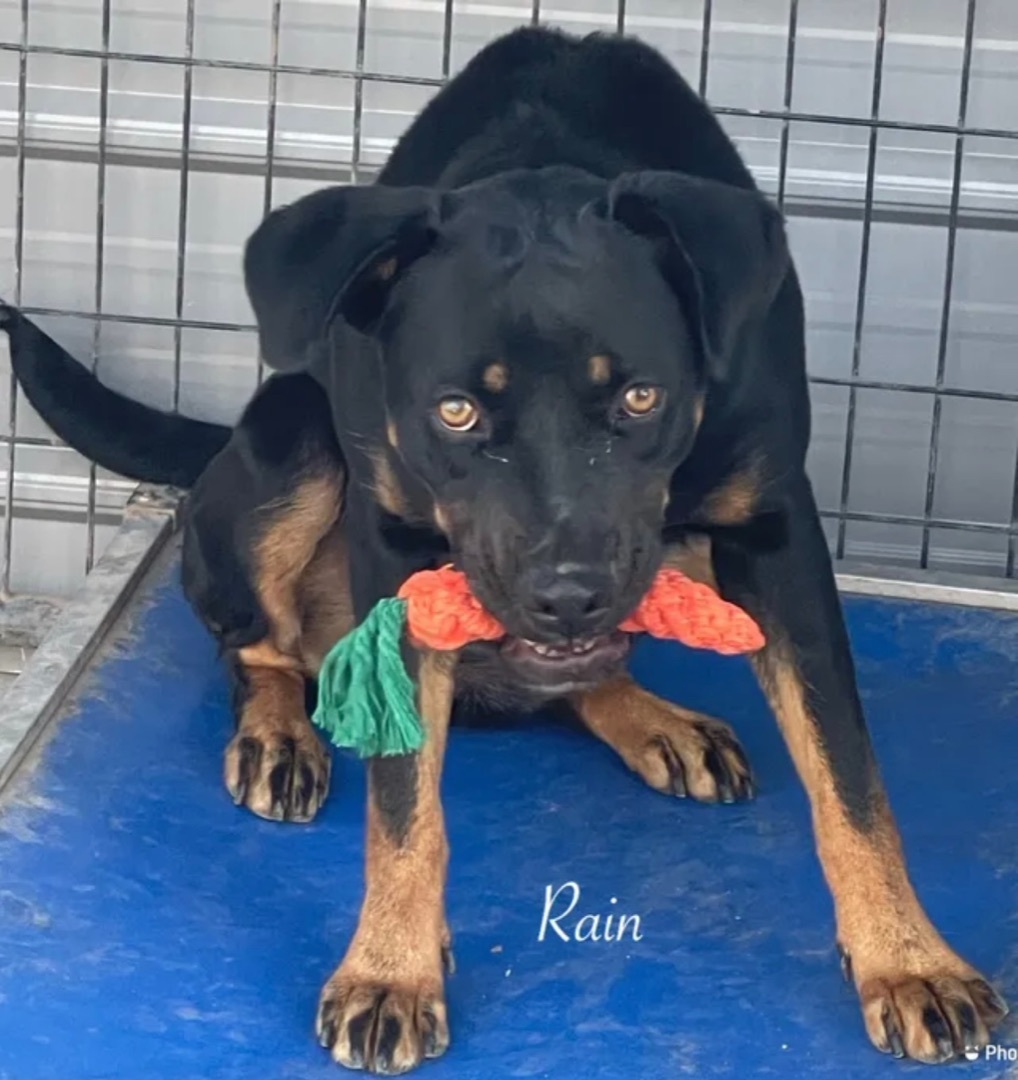 Rain, an adoptable Rottweiler Mix in Aurora, CO_image-1