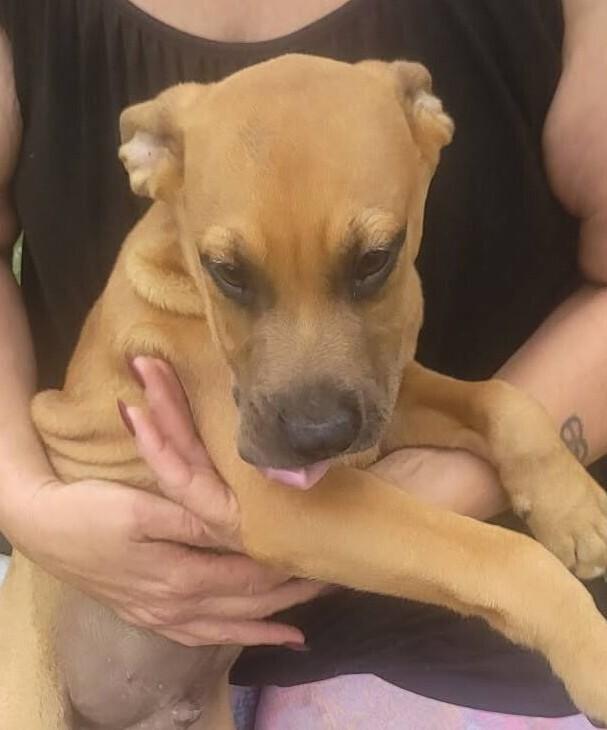 7 Dwarfs Litter, Adoptable, Puppy Male Shepherd.