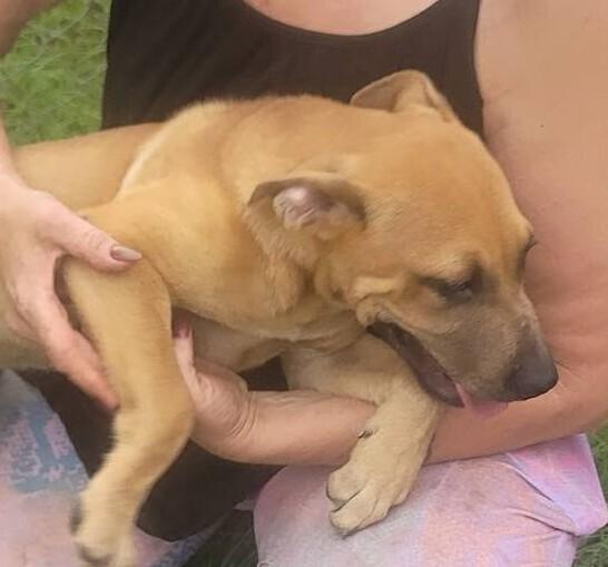 Enlarge 7 Dwarfs Litter, a Adoptable mixed breed in New Bedford, MA image 2/6